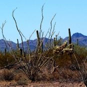 Organ Pipe Cactus NM 10